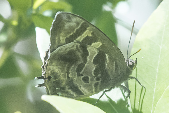 Flos fulgida fulgida-3516 - Chiang Rai - 20/11/23