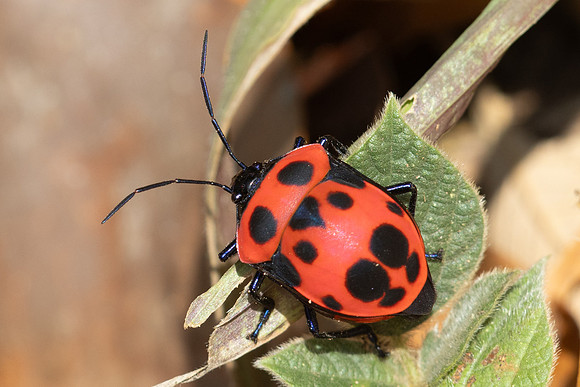 Insecte thai-4457