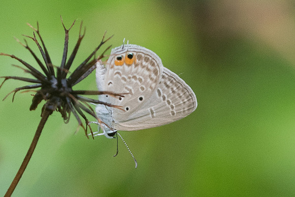 Euchrysops cnejus-6702 - Krabi - 26/11/23