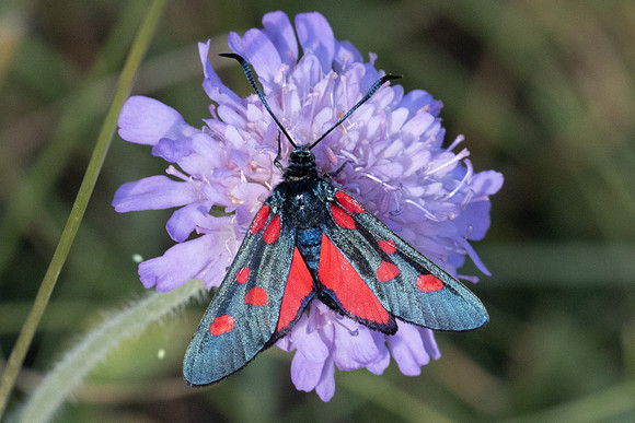 Zygaena trifoli id--3178