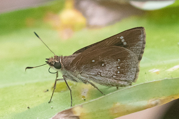 Arnetta atkinsoni-5929  - Chiang Dao - 12/03/23