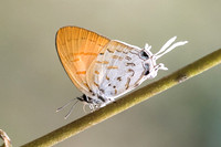 Drupadia ravindra boisduvalii ♀-6943 -  Doi-Suthep - 14/03/23