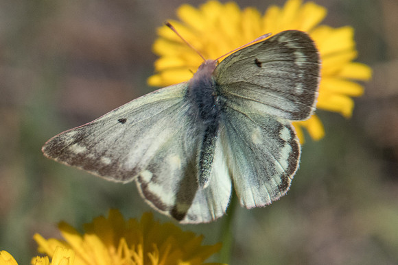 Colias phicomone-5765 - Termignon - 15-07-22