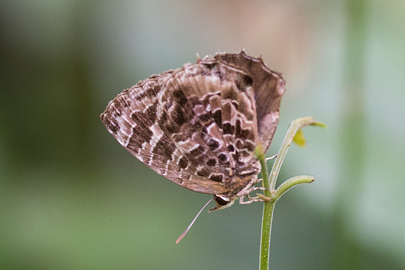 Flos abseus ophiala -7327 -Khao Phanom Bencha National Park - 28/11/23