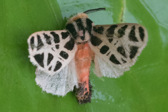 Notarctia proxima -1698