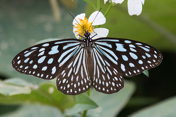 Ideopsis similis persimilis-2909 - Koh Samui - 19/03/23