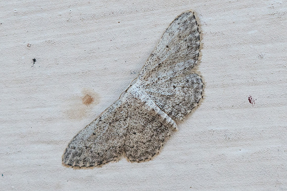 Idaea seriata id-6977