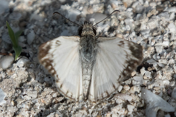 Heliopetes m. macaira-0502