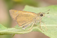 Caltoris cahira-2488 - Chiang Dao - 20/03/25