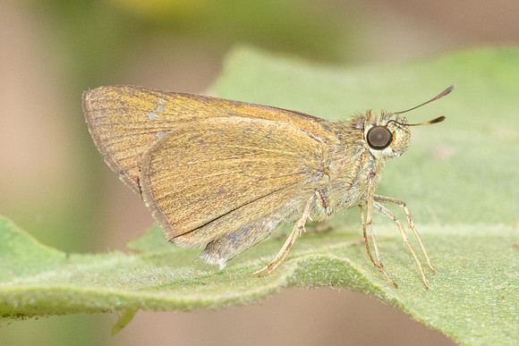 Caltoris cahira-2488 - Chiang Dao - 20/03/25