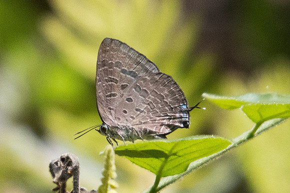 Arhopala aida--1320 - Koh Samui - 18/03/23