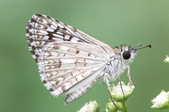 Pyrgus philetas-1609