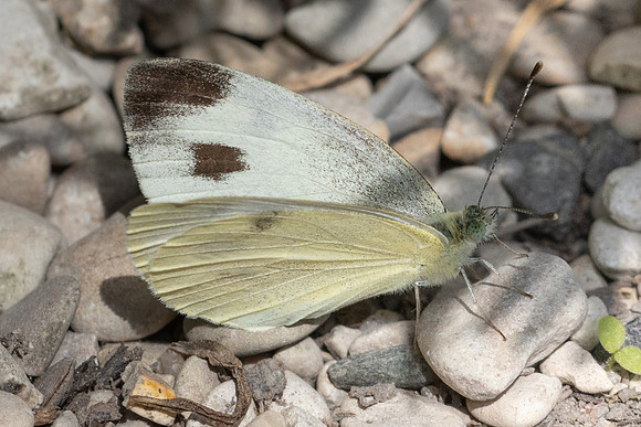 Pieris mannii-9554 - Paris - 24/08/24
