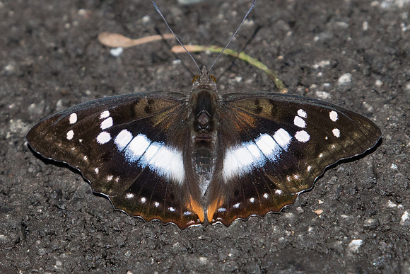 Mimathyma ambica miranda-0339 - Chiang Dao - 16/11/23
