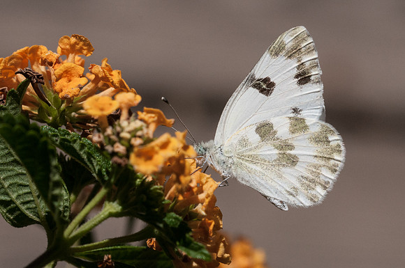 Pontia daplidice - Sardaigne