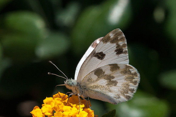 Pontia daplidice - Sardaigne