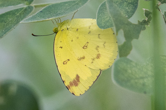 Eurema Hecabe-9720 - Ayutthaya - 23/03/23