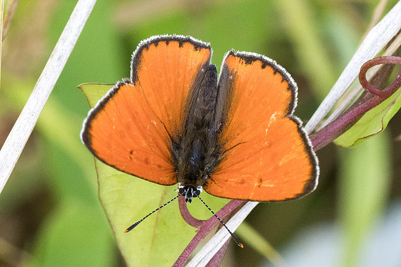 Lycaena dispar ♂-8965 - Orly sur Morin - 4/08/19