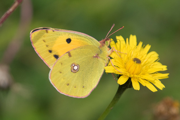 Colias crocea ♂ - Dolomites