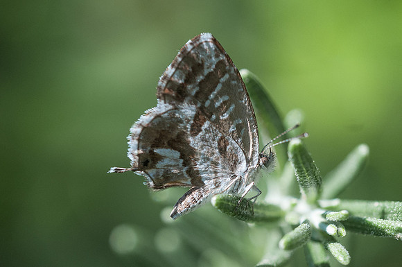 Cacyreus marshalli 06 07 2014 -Sardaigne