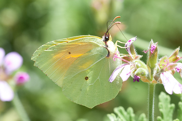 06/07/2014-Sardaigne-Gonepteryx cleopatra