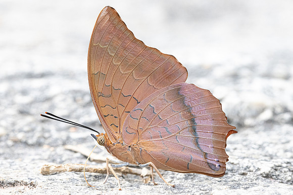 Charaxes bernardus-6498 - Doi-Suthep - 27/03/24