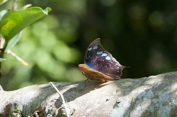 Anaea perenna - Mesa de los santos - 26/07/2015