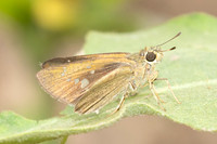 Caltoris cahira-2491- Chiang Dao - 20/03/25
