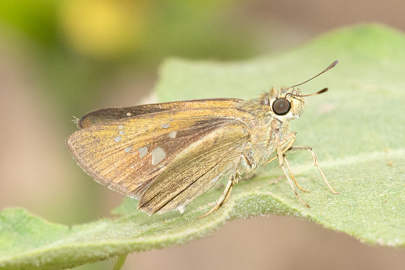 Caltoris cahira-2491- Chiang Dao - 20/03/25