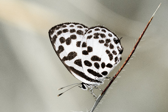 Castalius rosimon-6647 - Krabi - 25/11/23