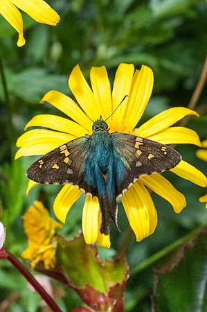 Urbanus viterboana