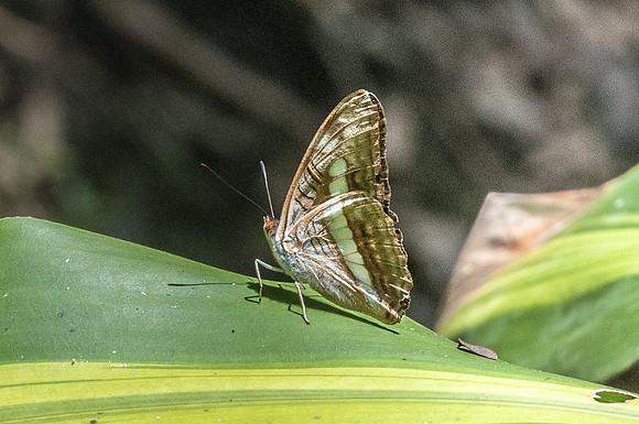 Adelpha alala - Mesa de los santos - 25/07/15