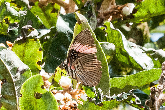 Adelpha lycorias - Mesa de los santos - 26/07/15