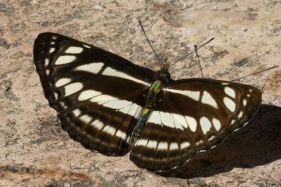 Neptis soma-5242 - Doi Inthanon - 24/03/24