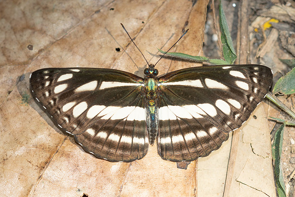 Neptis clinia-5503 - Doi Suthep (1130m) - 27/03/25