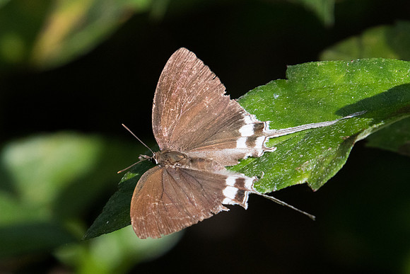 Cheritra freja freja-1696 - Koh Samui -  18/03/23