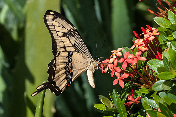 Heraclides thoas cinyras - Bucaramanga - 1/08/15