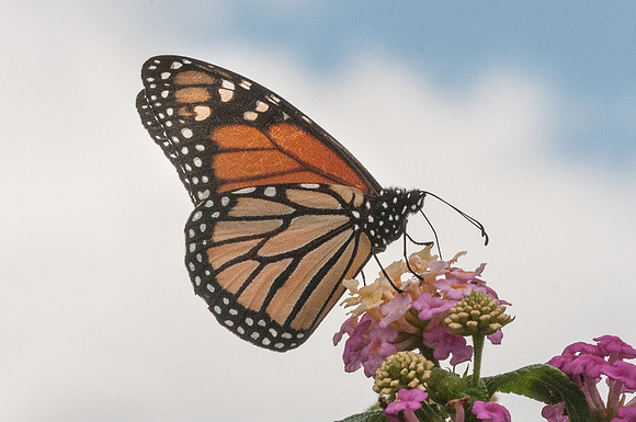 Danaus plexippus