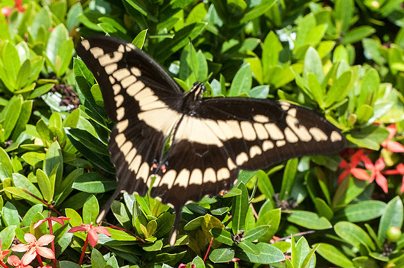Heraclides thoas cinyras - Bucaramanga - 1/08/15