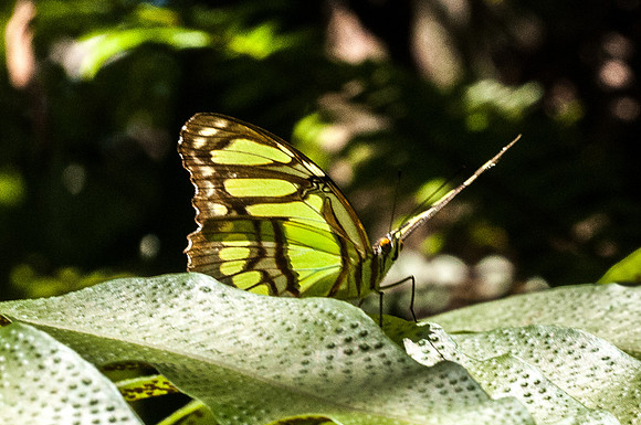 Siproeta stelenes