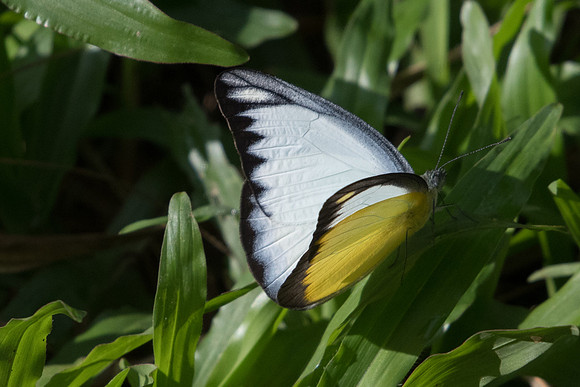 Appias lyncida ♂-0098 - Chiang Dao - 16/11/23