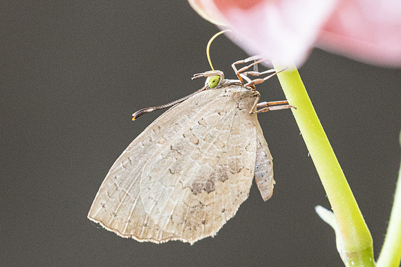 Miletus symethus petronius id--6318 Doi-Suthep - 27/03/24
