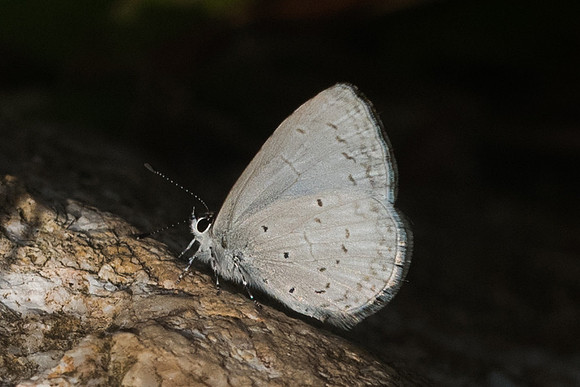 Udara dilecta id--9895 - Chiang Dao - 16/11/23