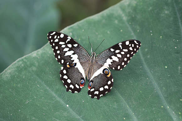 Papilio demodocus (Afrique)