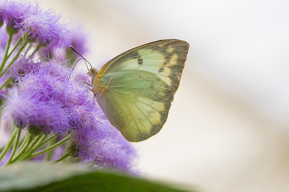 Catopsilia pomona (Asia)