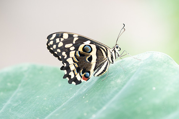 Papilio demodocus (Afrique)