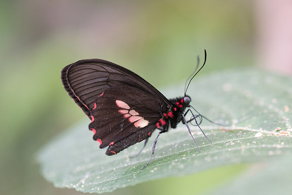 Parides sp