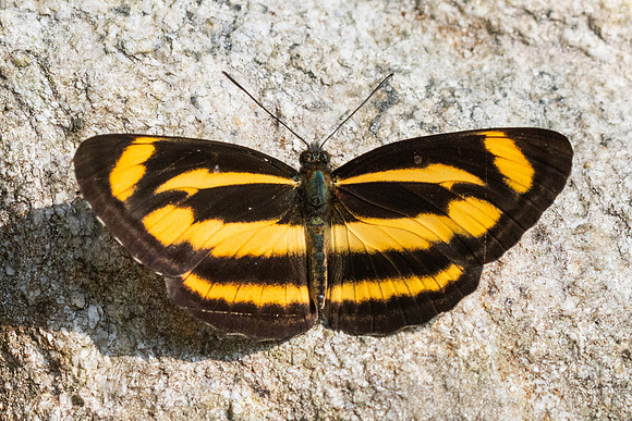 Neptis zaida-3599- Doi Inthanon - 23/03/25