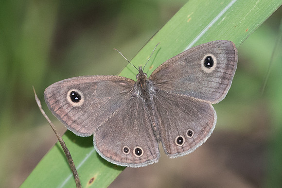 Ypthima huebneri -2588 - Chiang Rai - 18/11/23