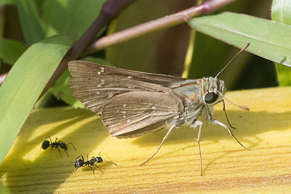 Pelopidas subochracea-7874 -Koh Samui - 16/03/23